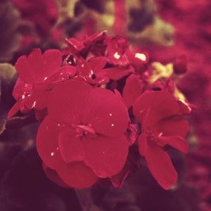 Meet your Posher, Selena